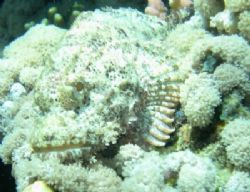 Scorpionfish taken with Nikon Coolpix 4300 in Nabq Park, ... by Nikki Van Veelen 